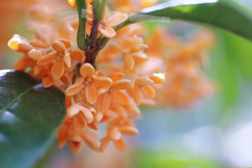 Osmanthus flower, JPG