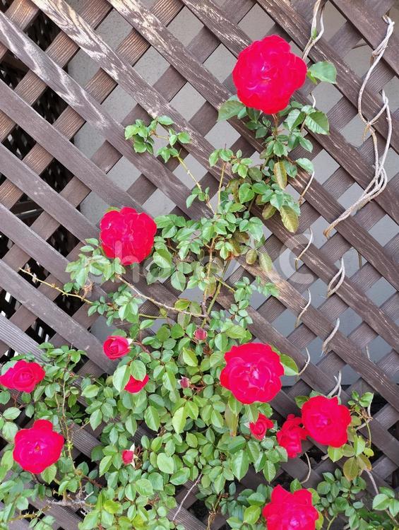 背景　薔薇の柵 背景,薔薇,ガーデニングの写真素材