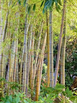 竹 竹,竹林,竹やぶの写真素材