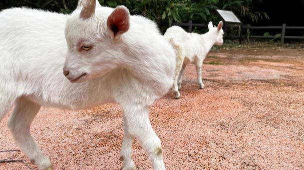 沖縄県渡嘉敷島、自然の中の白ヤギ 沖縄県渡嘉敷島、自然の中の白ヤギ ヤギ,沖縄,かわいいの写真素材