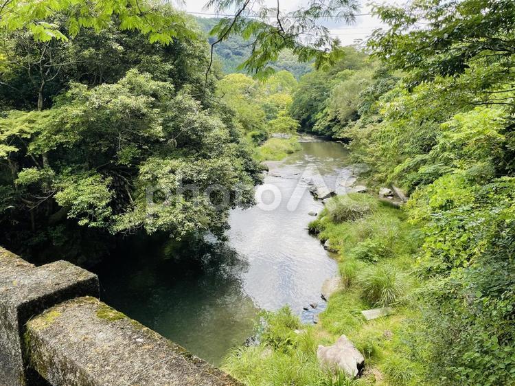 自然を求めて 自然,木々,木の写真素材