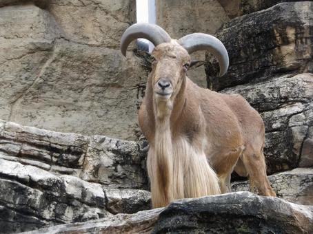 バーバリシープのボスの写真