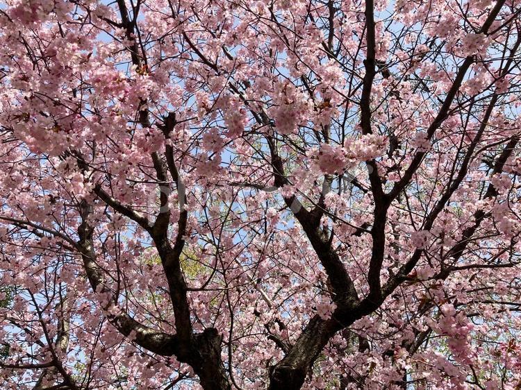 満開の桜の木 桜,春,さくらの写真素材
