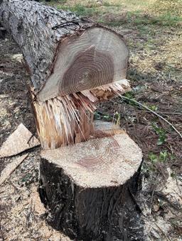 Felled tree trunk, JPG