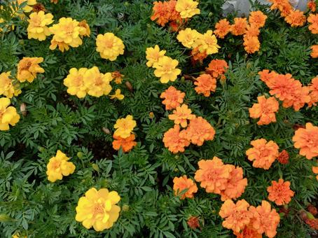 2色の花 2色の花の写真