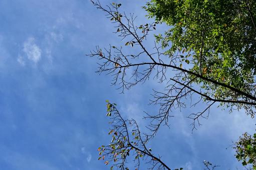 青空と落葉樹 青空と落葉樹 秋,自然,茶色の写真素材