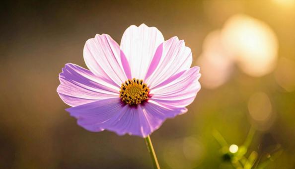 一輪のコスモスの花の写真