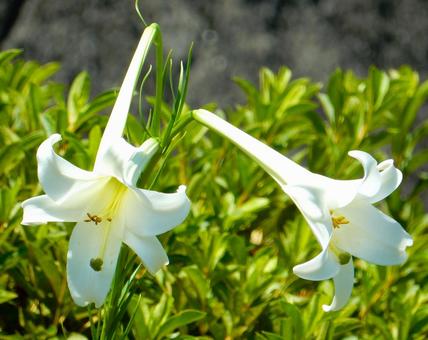 【花の写真】タカサゴユリ(高砂百合) 【花の写真】タカサゴユリ(高砂百合) タカサゴユリ,高砂百合,百合の写真素材