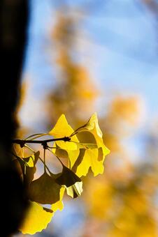 幹の陰から覗くイチョウの葉と青空 イチョウ,銀杏,葉の写真素材