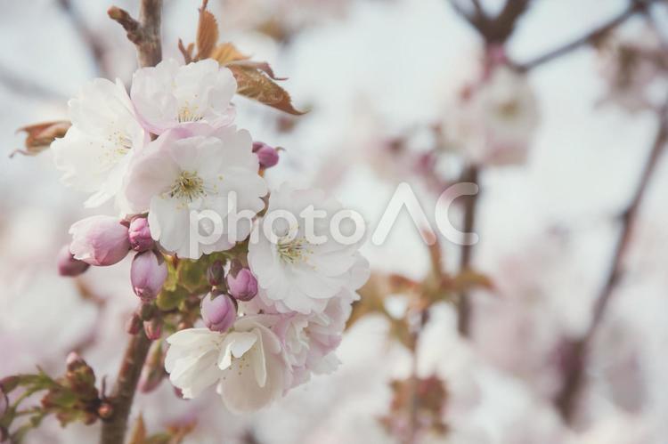 桜　咲き始め 春,桜,サクラの写真素材