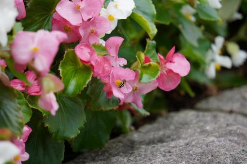 みつばち 虫,はち,ミツバチの写真素材