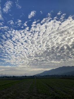 秋の日の高積雲（縦）の写真