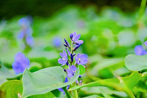 水面に咲く青紫色のミズアオイの花 水面に咲く青紫色のミズアオイの花 ミズアオイ,花,青紫の写真素材