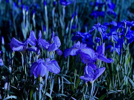 Horikiri Iris Garden at night Illuminated iris garden, JPG