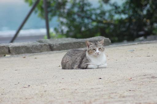 ねこ ねこ にゃんこ,可愛い,野良猫の写真素材