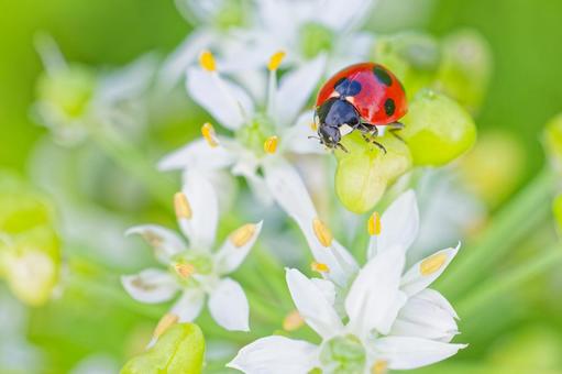 韮の花とナナホシテントウ 韮の花とナナホシテントウ ナナホシテントウ,七星天道,七星瓢虫の写真素材