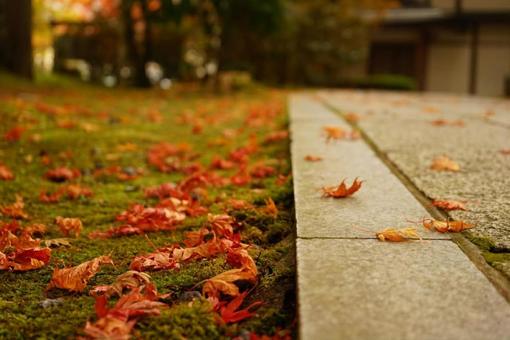 Autumn scenery of fallen leaves and stone pavement, JPG