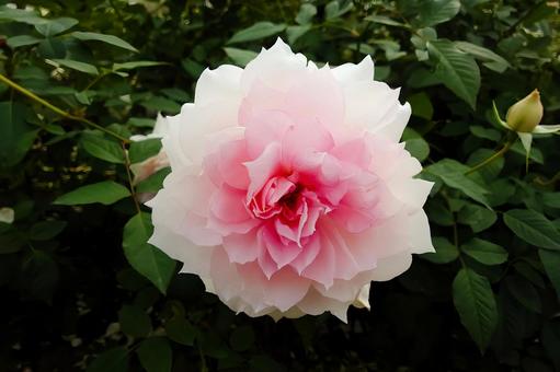 大輪の白薔薇の写真