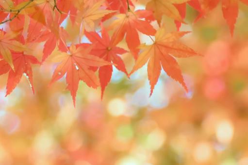 紅葉の秋もみじ 紅葉の秋もみじ 紅葉,秋,もみじの写真素材