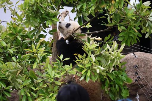 緑の葉の木を登るジャイアントパンダ 緑の葉の木を登るジャイアントパンダの写真