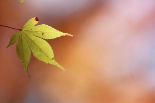 色づく紅葉 色づく紅葉の写真