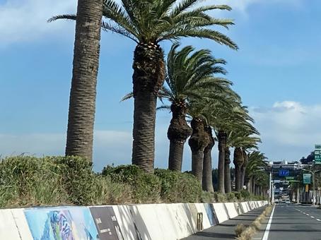 Photo, coastline, palm, sky, 