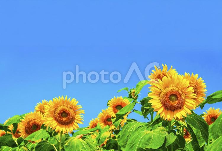 満開のひまわり畑の画像　2780 ひまわり,ひまわり畑,夏の写真素材