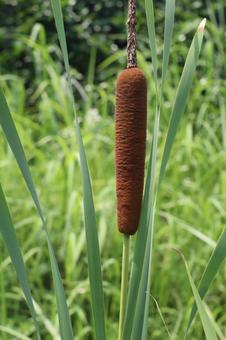 Plant Cattail, JPG