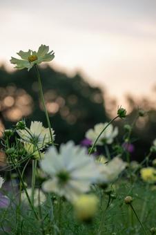 秋ののどかな風景 秋ののどかな風景の写真