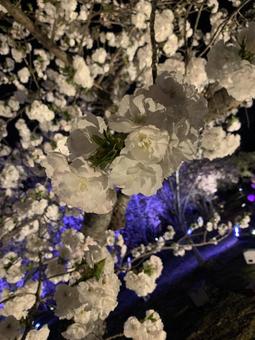 夜桜 夜桜の写真