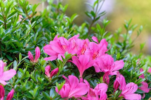 Vivid pink azalea flowers, JPG Vivid pink azalea flowers, JPG