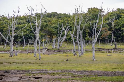 ナラワラの枯れても倒れず立つ木 ナラワラの枯れても倒れず立つ木 野付半島,ナラワラ,ナラワラ展望スペースの写真素材