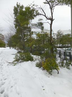 積雪で枝折れなどが見られる街中の歩道 積雪で枝折れなどが見られる街中の歩道 雪,冬,2月の写真素材