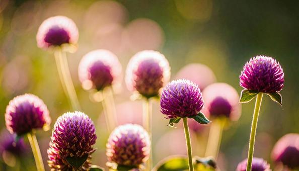 夏から秋の花 センニチコウ 夏から秋の花 センニチコウの写真