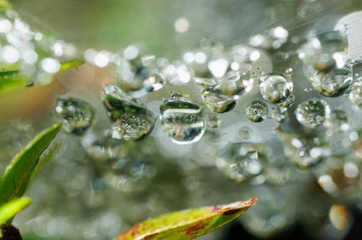 朝露に濡れる蜘蛛の糸に着いた水滴 朝露に濡れる蜘蛛の糸に着いた水滴 水滴,雫,自然の写真素材
