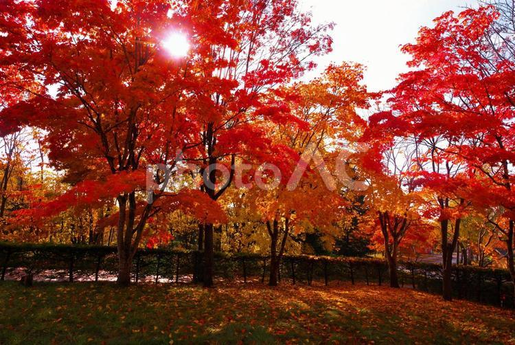 晩秋の北海道開拓の村 北海道開拓の村,晴天,空の写真素材