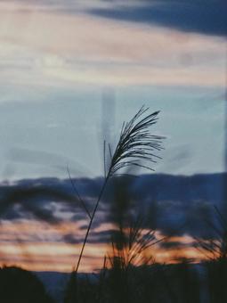 夕暮れとススキの写真