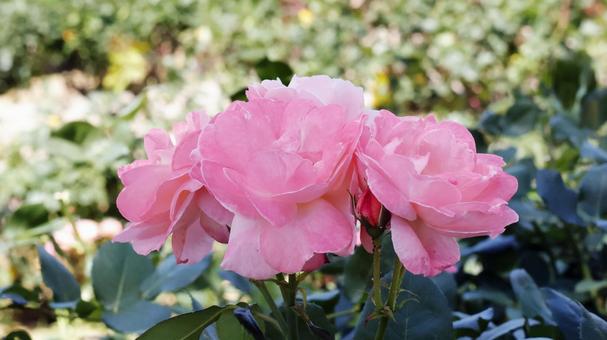 Photo, rose, plant, gardening, 