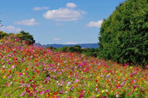 コスモス満開 コスモス満開 コスモス,秋桜,満開の写真素材