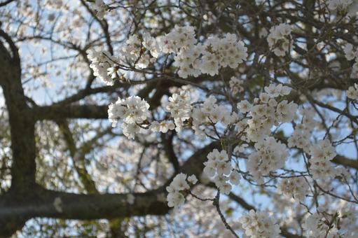 背の高い桜 桜,花,さくらの写真素材