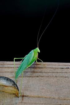 Grasshopper, JPG Grasshopper, JPG