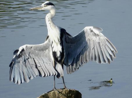 岩の上で羽を広げるアオサギの写真