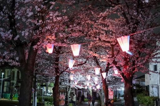 武蔵浦和の遊歩道の夜桜 武蔵浦和の遊歩道の夜桜 武蔵浦和,桜,花見の写真素材
