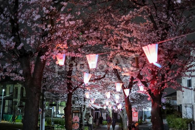 武蔵浦和の遊歩道の夜桜 武蔵浦和,桜,花見の写真素材