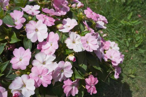 サンパチェンス(ピンク)03 サンパチェンス(ピンク)03 サンパチェンス,ピンク,夏の花の写真素材