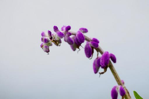 アメジストセージ⑴ 花,アメジストセージ,メキシカンセージの写真素材