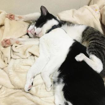 妹の枕になる姉猫(バンザイ) 妹の枕になる姉猫(バンザイ) ハチワレ,仲良し,ねこの写真素材