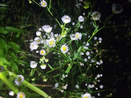 夜の野花 夜の野花の写真