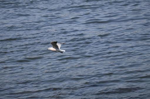 青い海面の海の上を飛ぶかもめ 青い,海面,海の写真素材