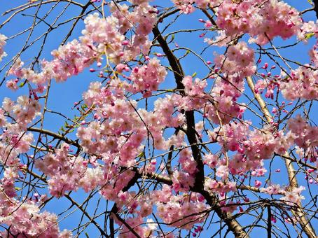 桜 桜の写真
